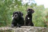 CANE CORSO 1139